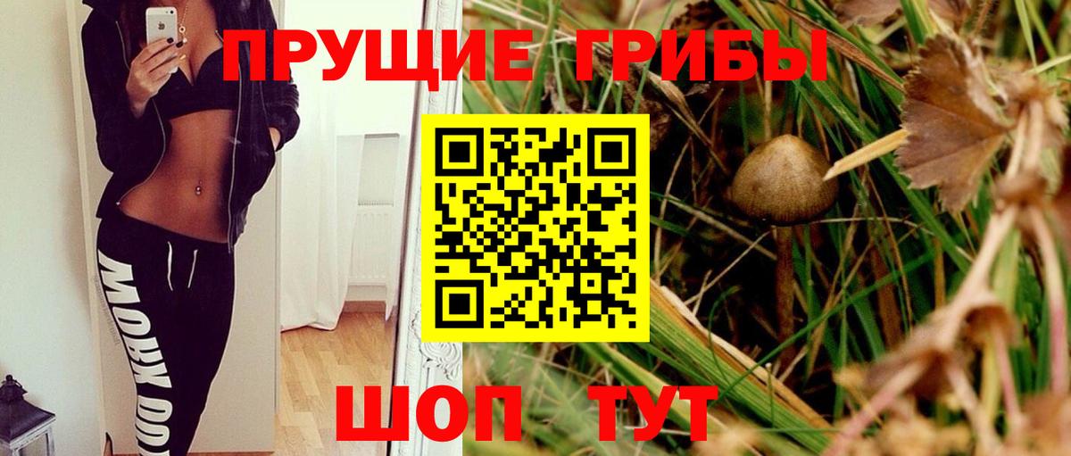 Псилоцибиновые грибы Psilocybine cubensis Среднеуральск